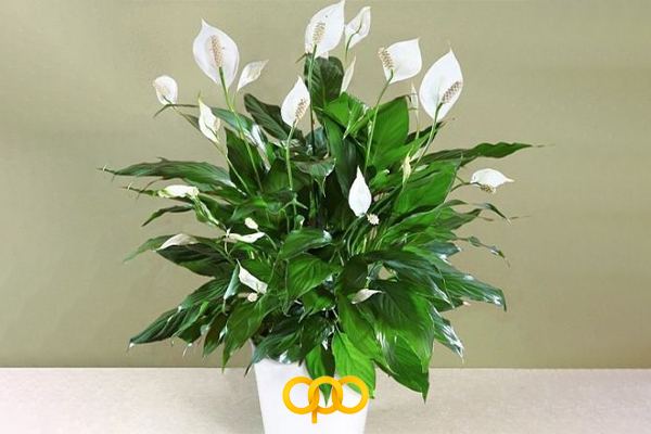 اسپاتی فیلوم (صلح‌طلب)