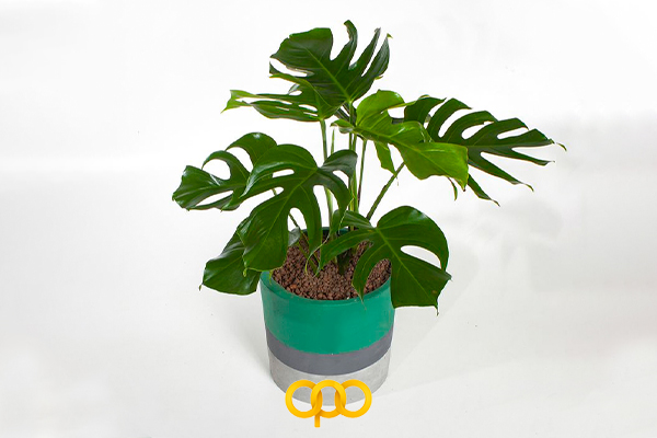 برگ انجیری (مونسترا)