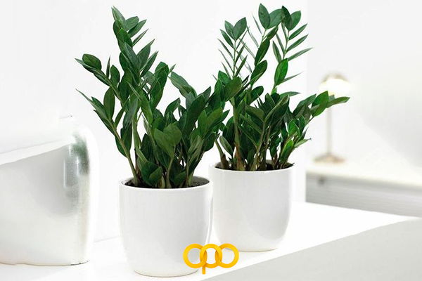 زامیفولیا (ZZ plant)
